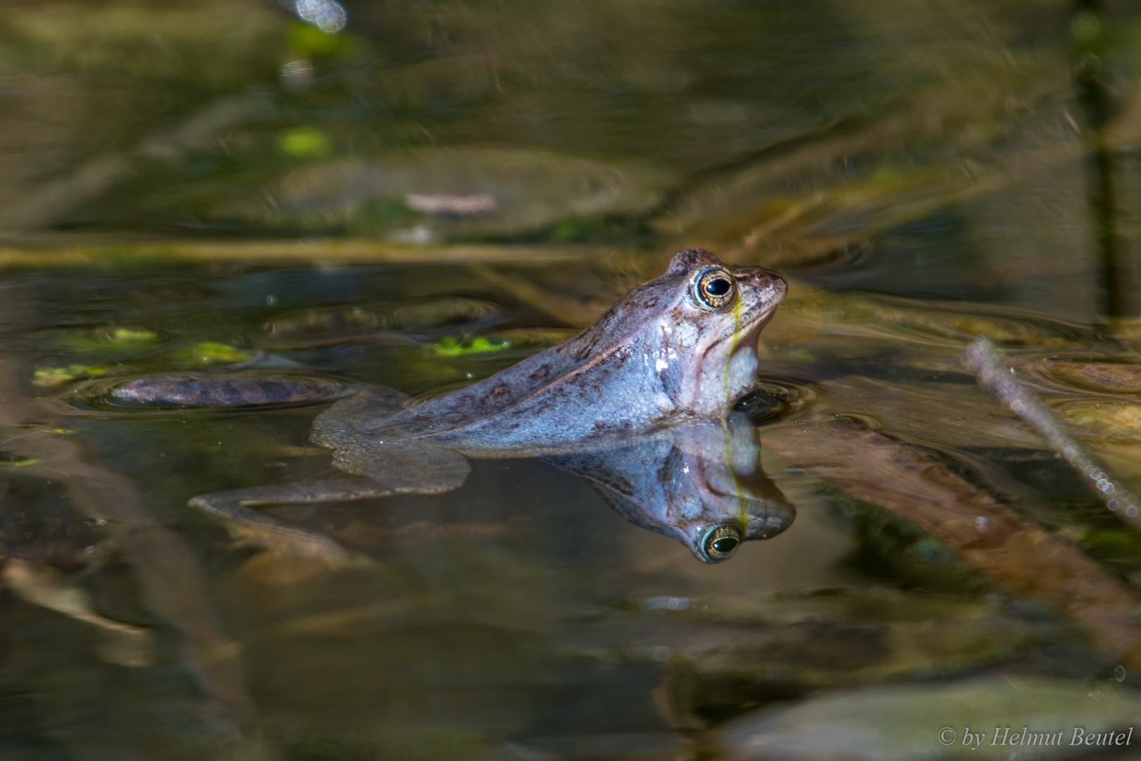 Blauer Moorfrosch