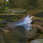 Blauer Moorfrosch