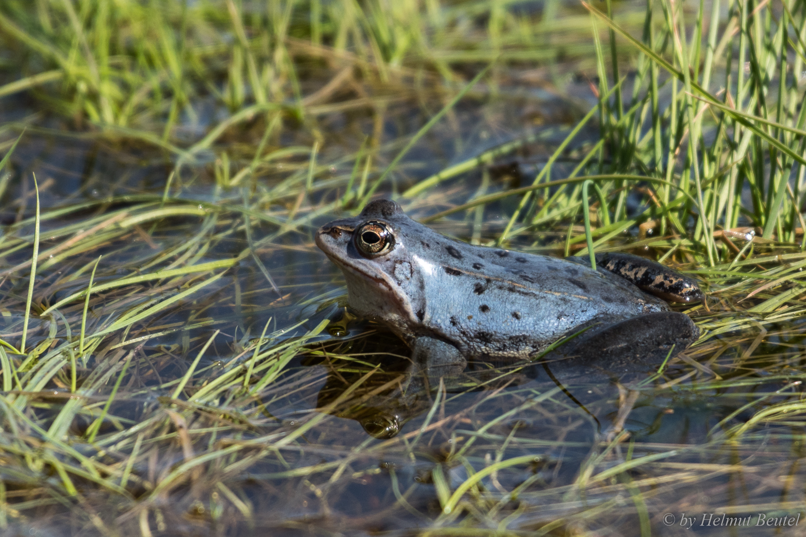 Blauer Moorfrosch