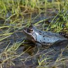 Blauer Moorfrosch