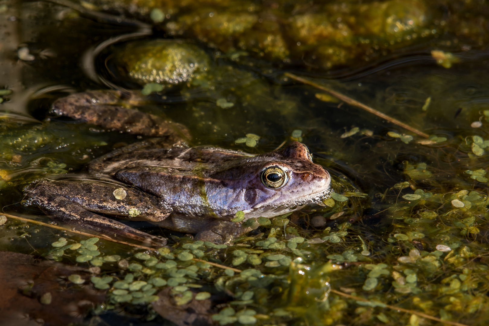 Blauer Moorfrosch