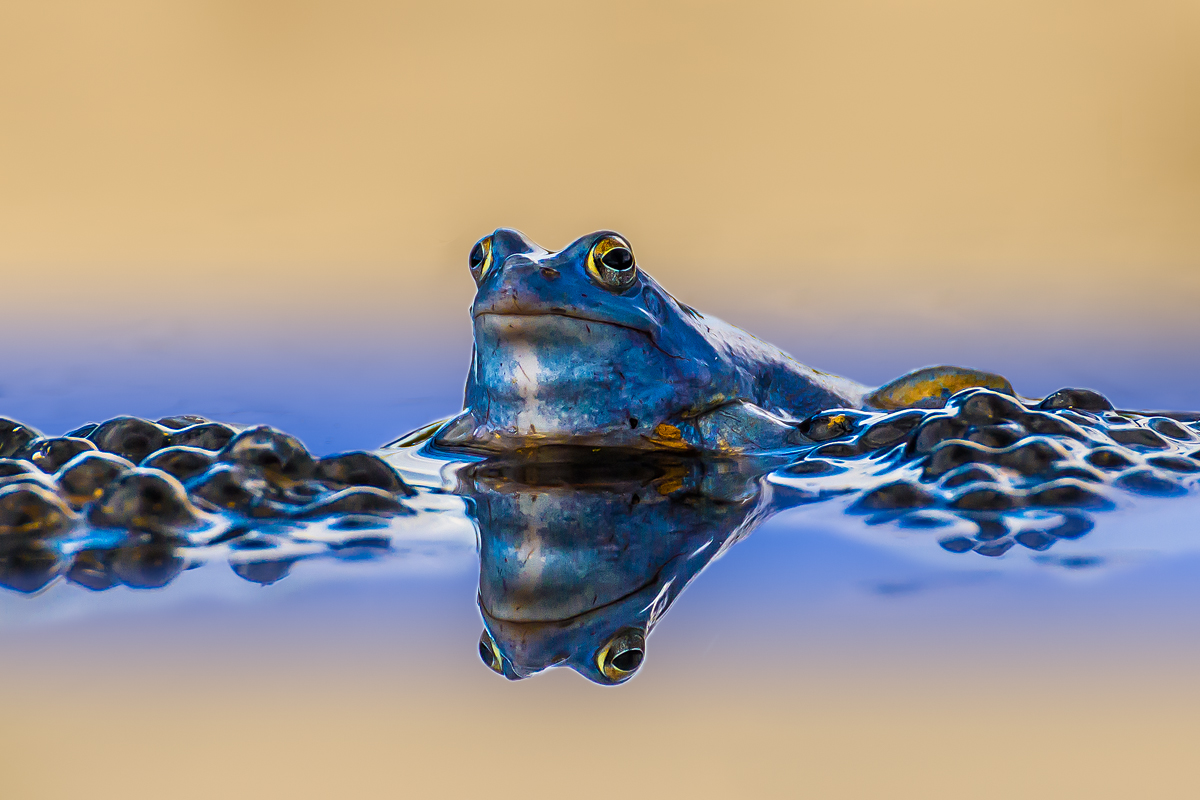 Blauer Moorfrosch