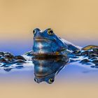 Blauer Moorfrosch