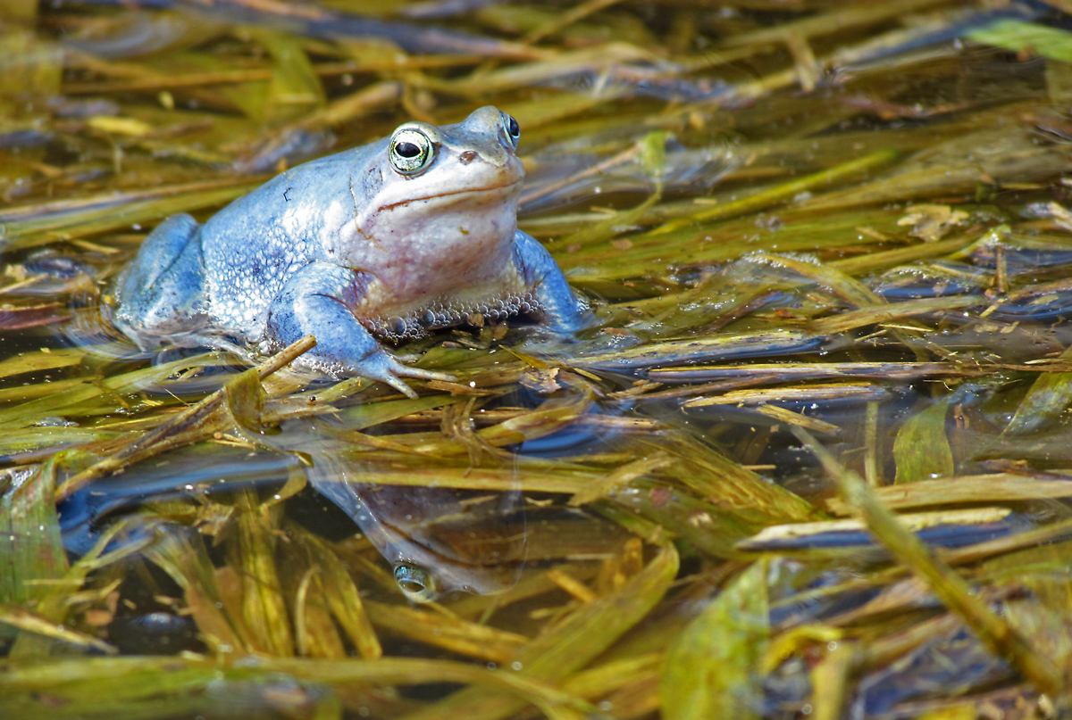 BLAUER MOORFROSCH