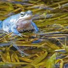 BLAUER MOORFROSCH