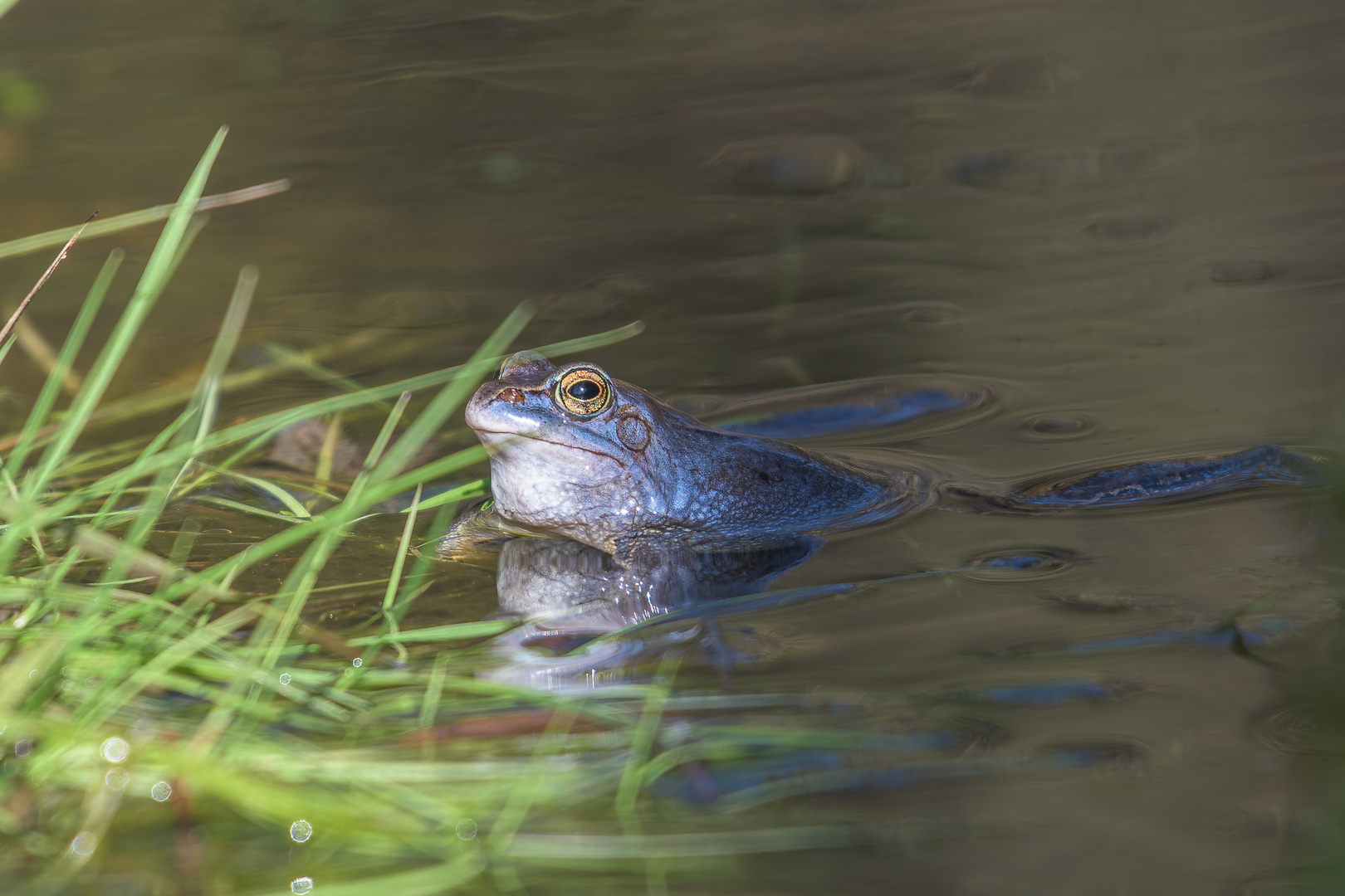 Blauer Moorfrosch-ab in die Sonne