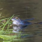 Blauer Moorfrosch-ab in die Sonne