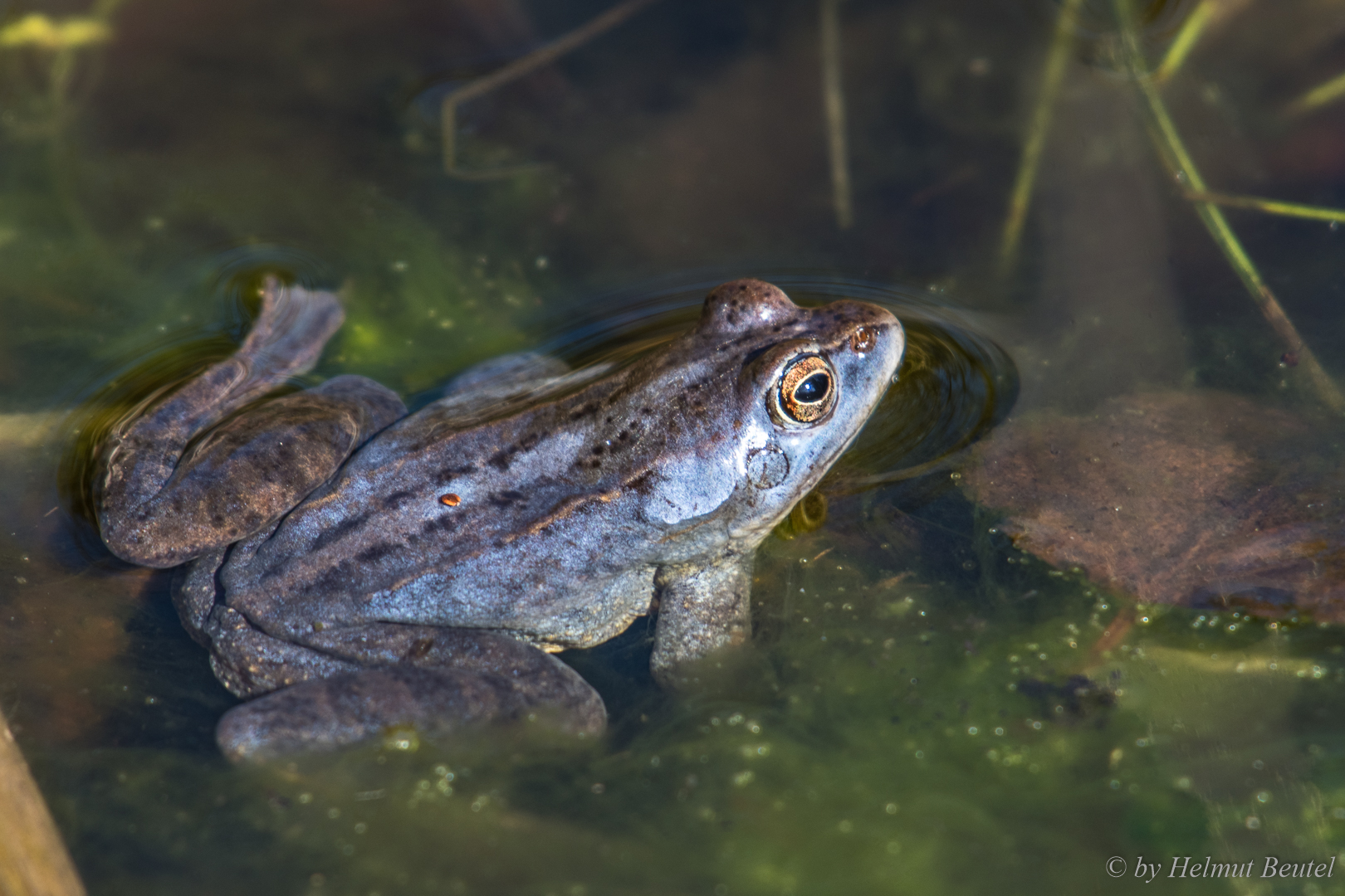 Blauer Moorfrosch