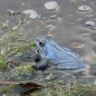 Blauer Moorfrosch