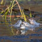 Blauer Moorfrosch- die vier vom Pietzmoor