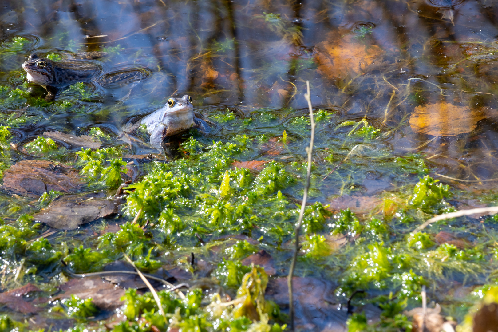 Blauer Moorfrosch