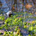 Blauer Moorfrosch