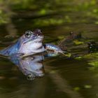 Blauer Moorfrosch - Hand drauf