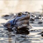 blauer moorfrosch (rana arvalis), ....