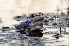 blauer moorfrosch (rana arvalis), ....