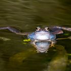 Blauer Moorfrosch-relaxen