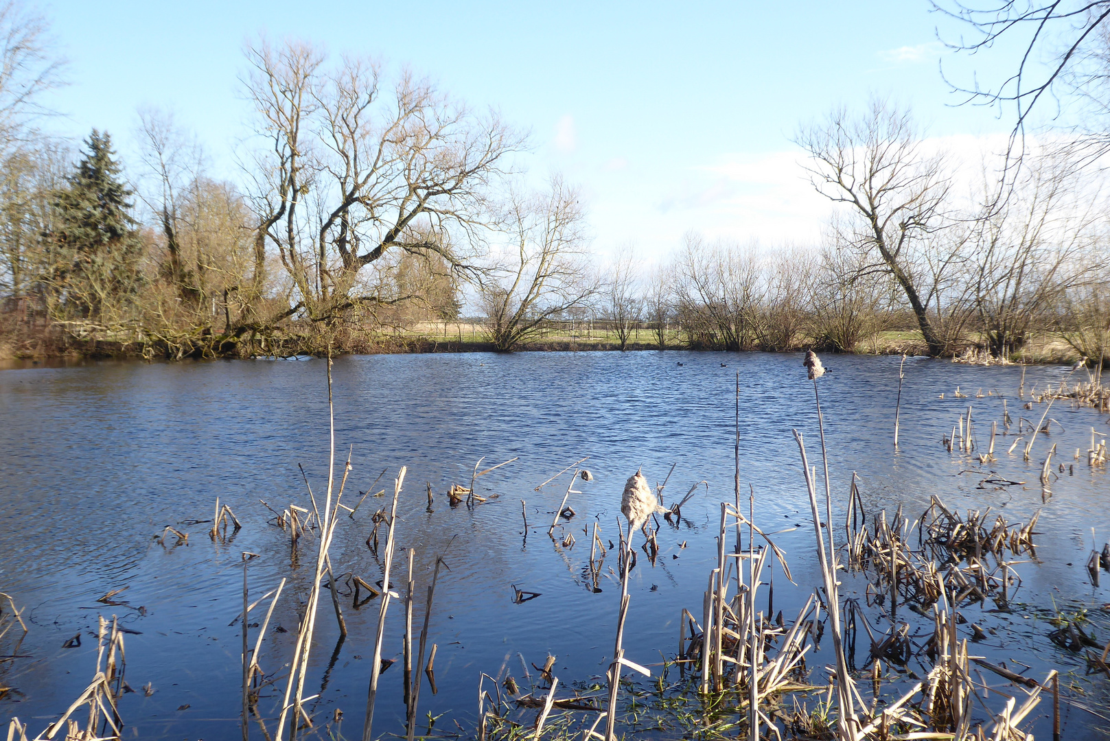 blauer Morgen am Teich