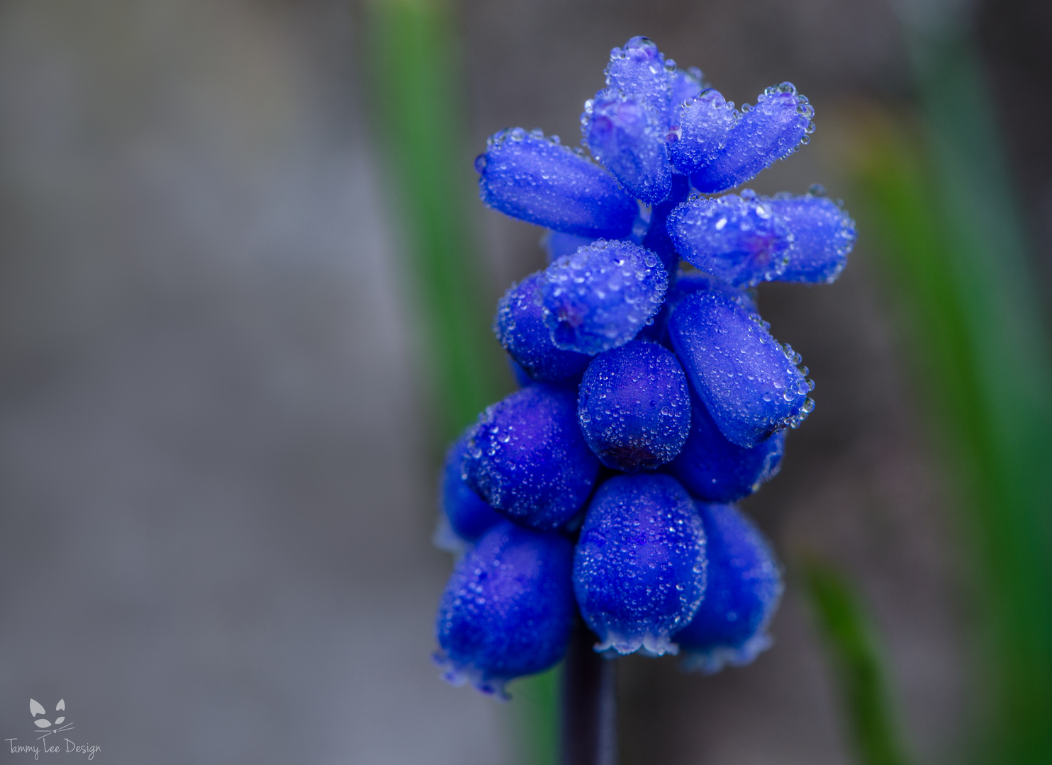 Blauer Morgentau