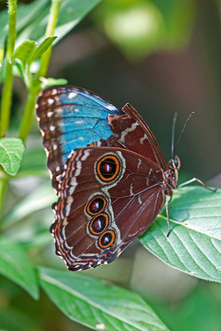 Blauer Morphfalter- Morpho  peleides