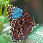 Blauer Morphfalter- Morpho  peleides