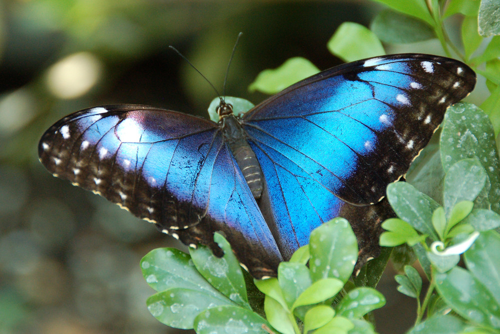 Blauer Morpho