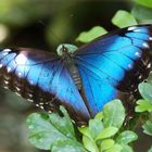 Blauer Morpho