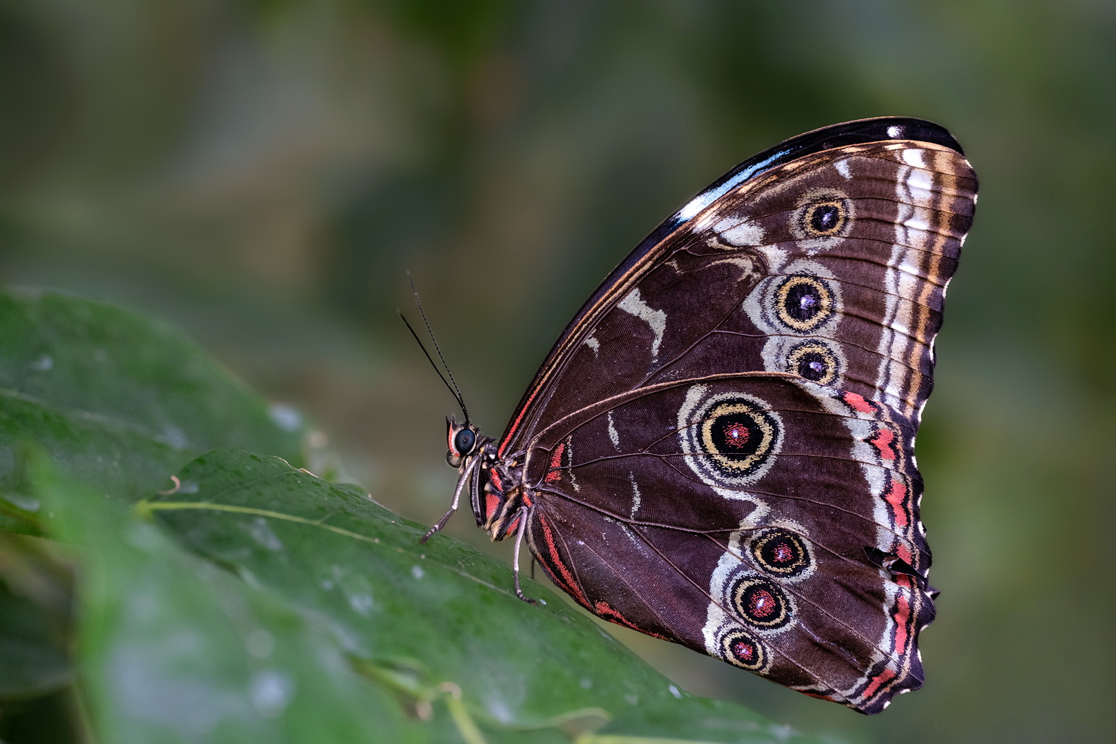 Blauer Morpho