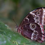 Blauer Morpho