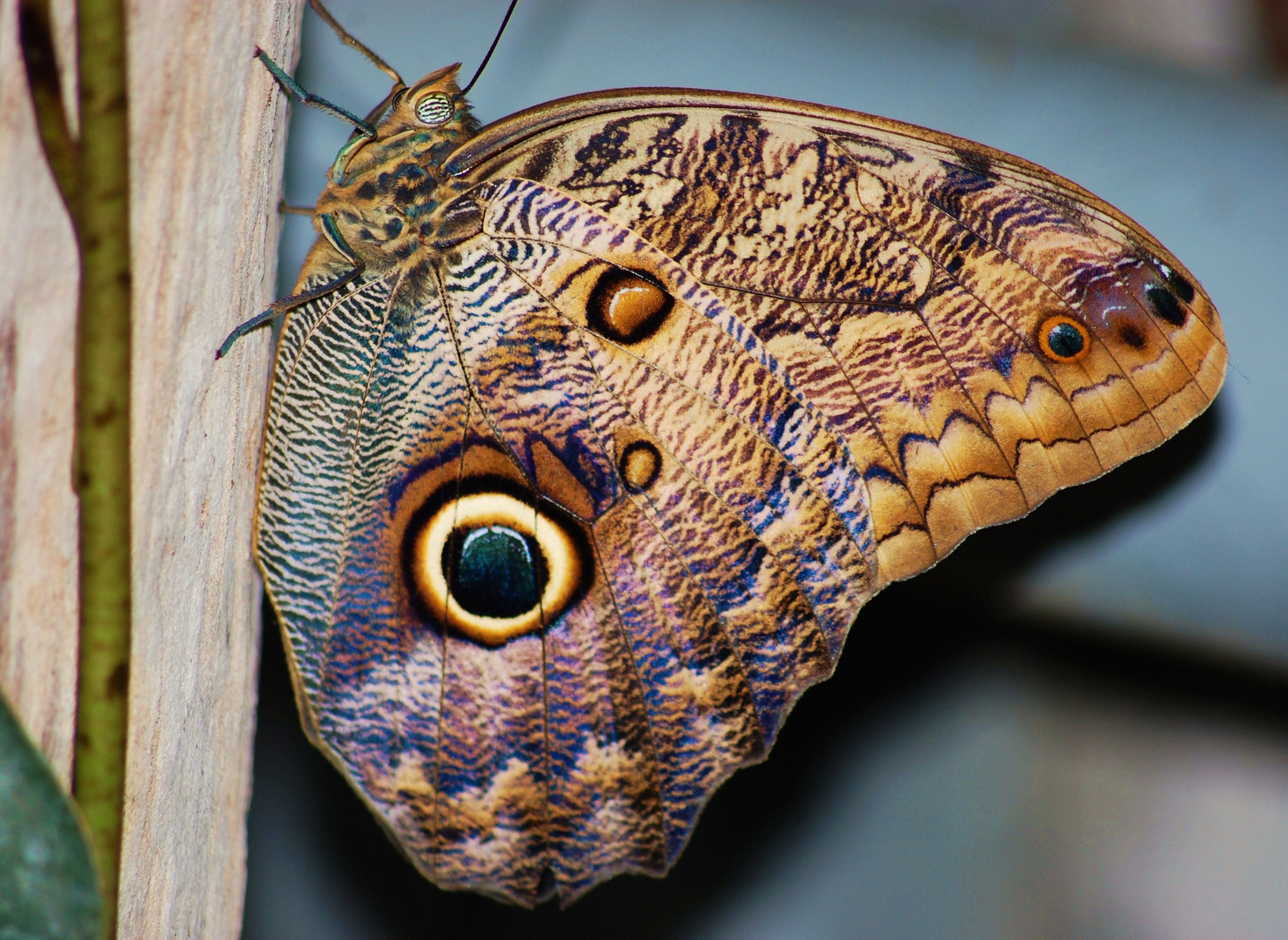 blauer Morpho