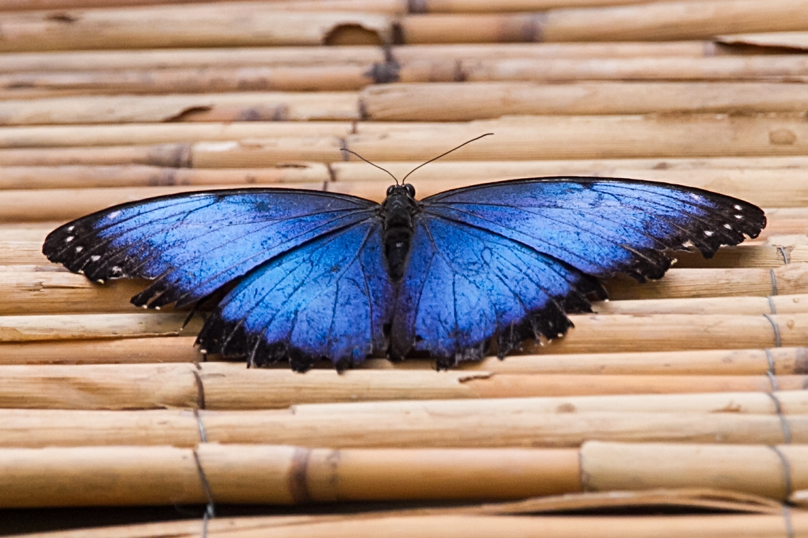 Blauer Morpho