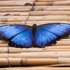 Blauer Morpho