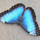 Blauer Morpho