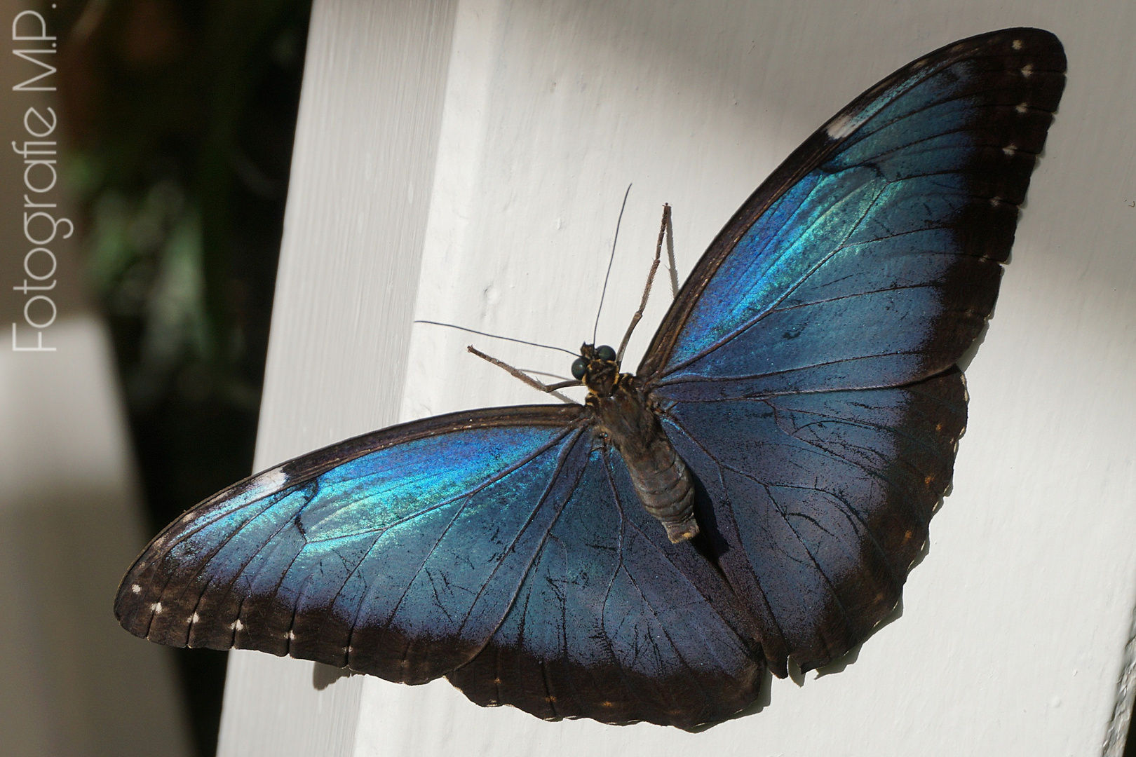 Blauer Morpho