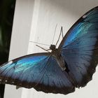 Blauer Morpho