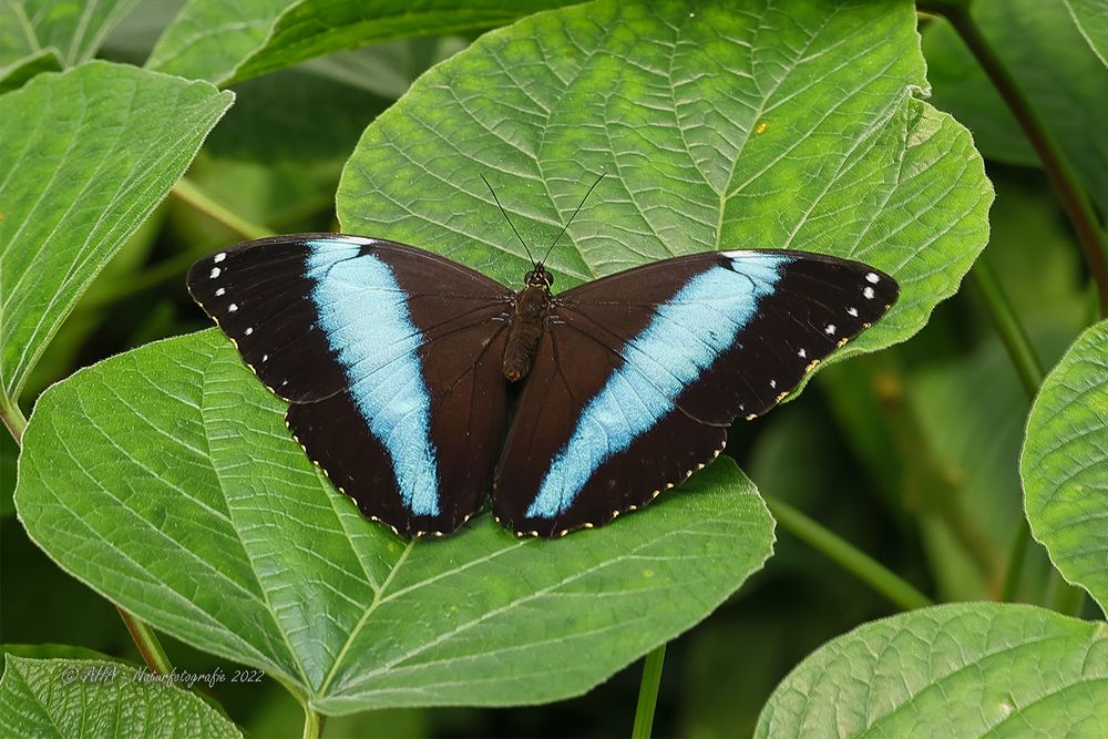 Blauer Morpho