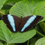 Blauer Morpho