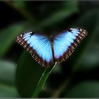 " Blauer Morpho "