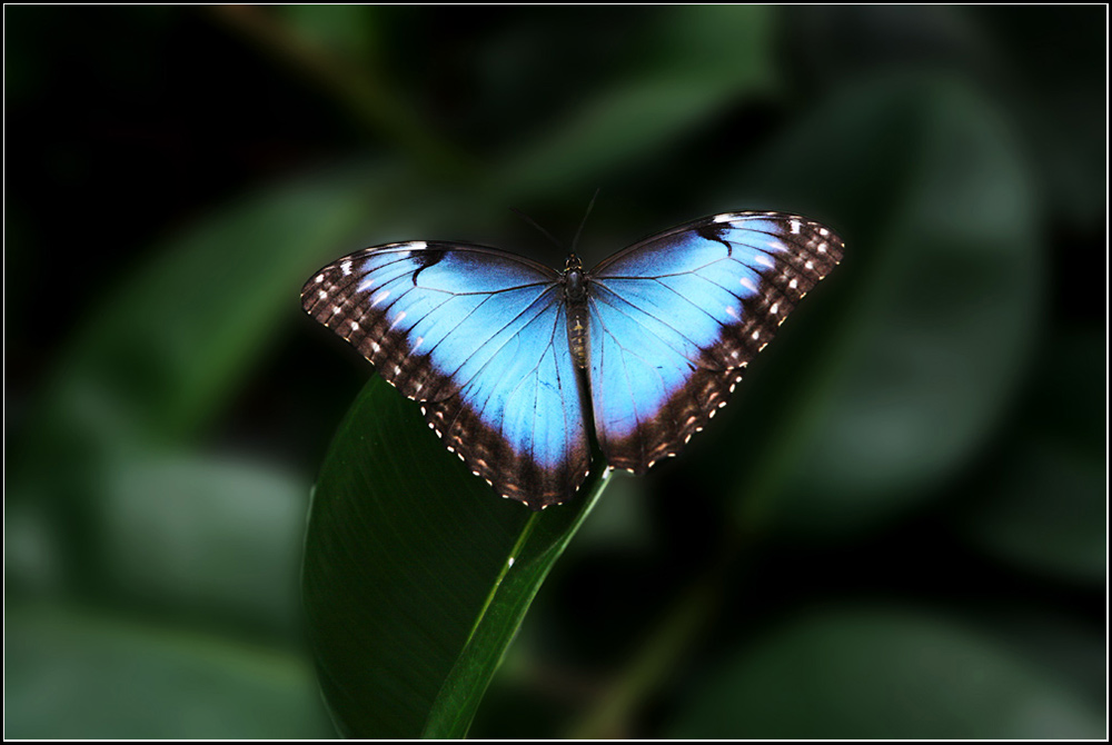 Blauer Morpho Foto Bild Tiere Zoo Wildpark Falknerei Insekten Spinnen Bilder Auf Fotocommunity