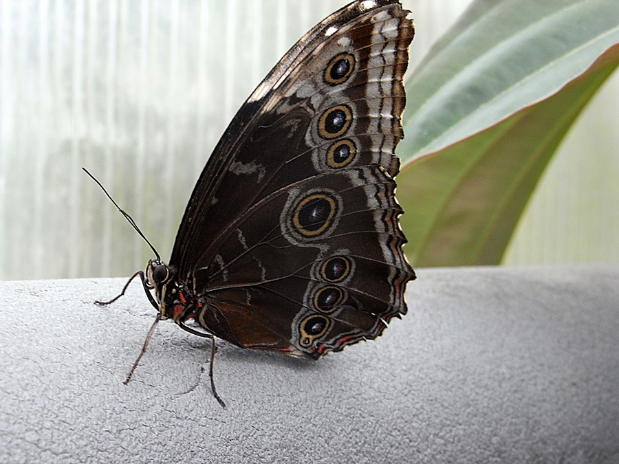 Blauer Morpho