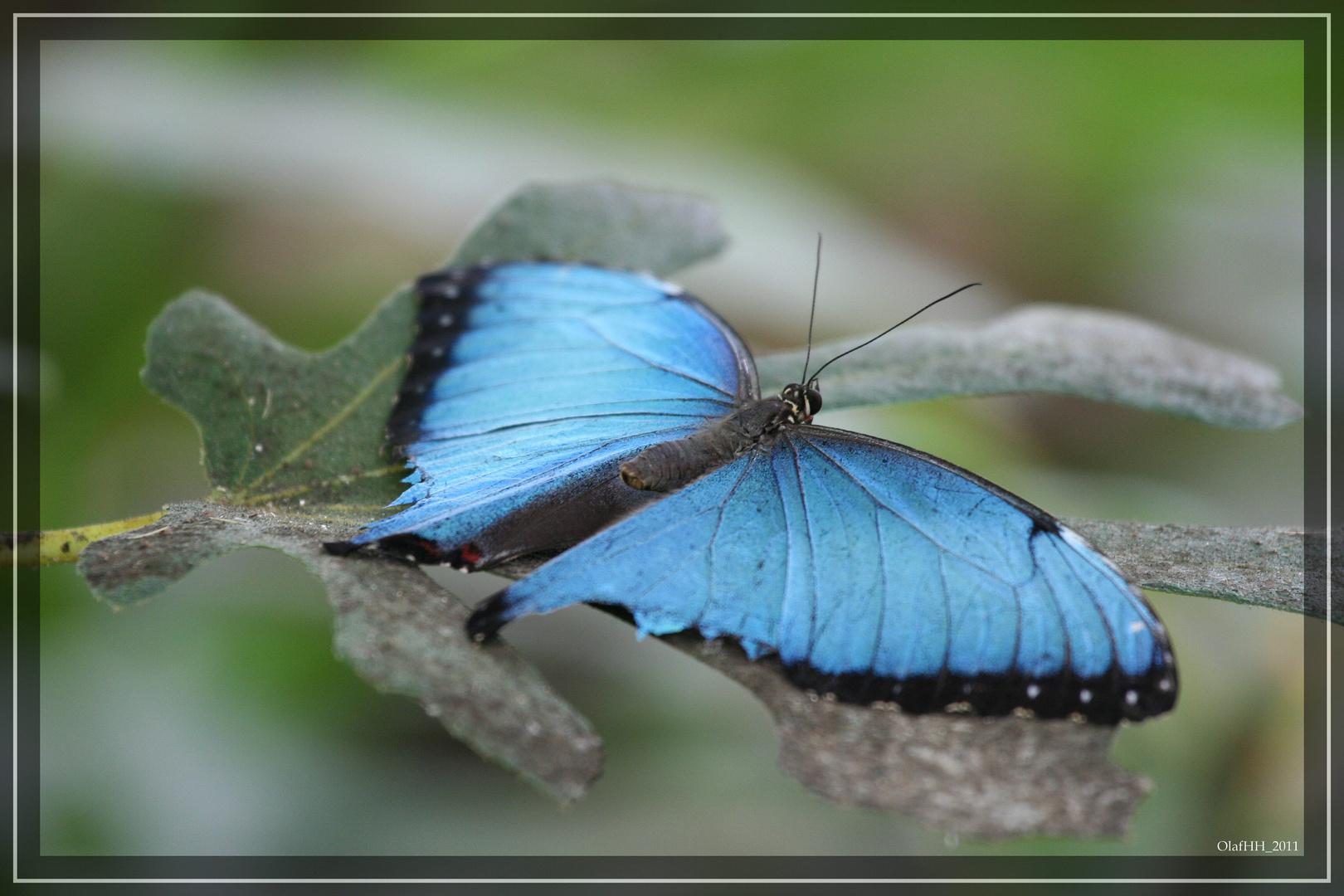 Blauer Morpho