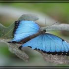 Blauer Morpho