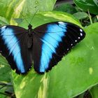 Blauer Morpho