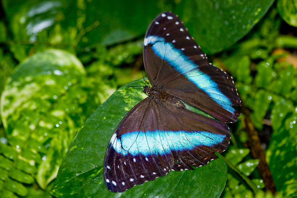 Blauer Morpho