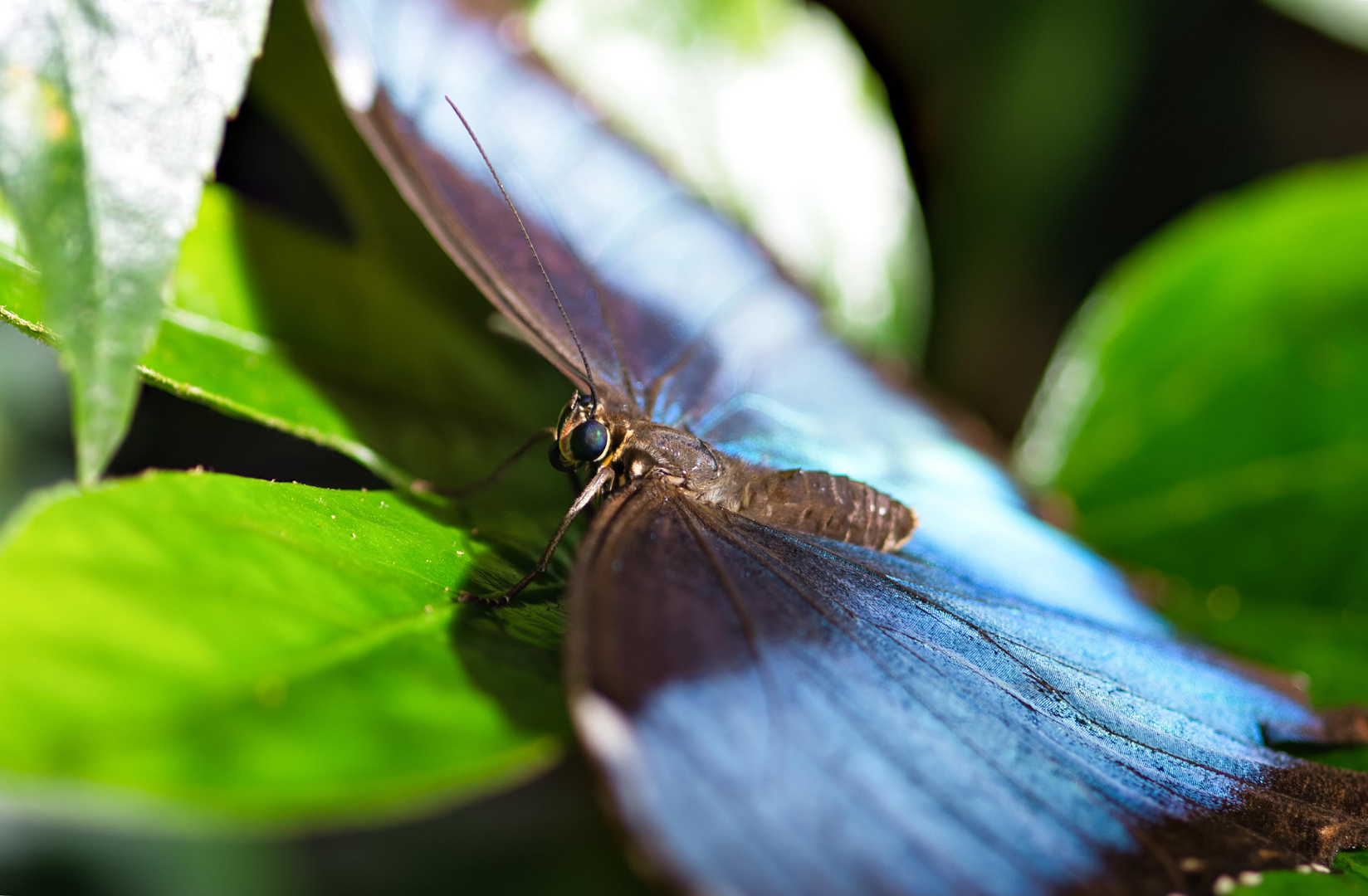 Blauer Morpho 