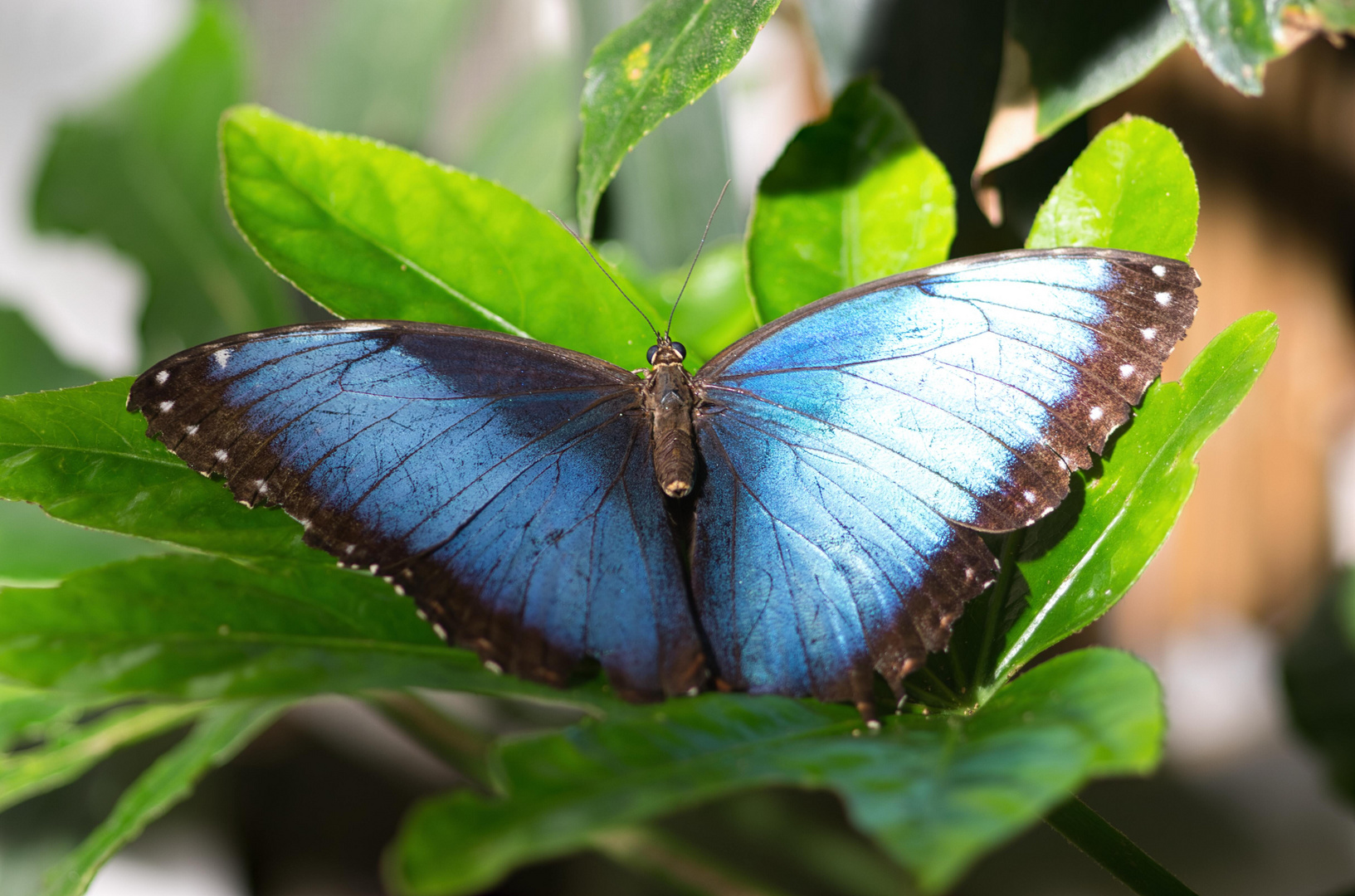 Blauer Morpho