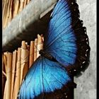 Blauer  Morpho