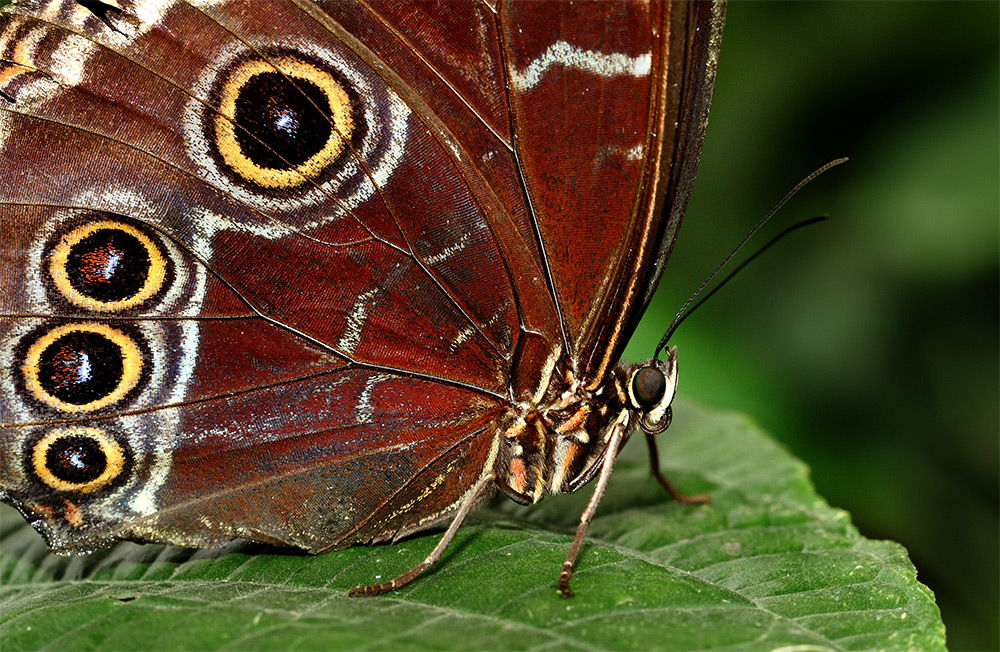 blauer Morpho