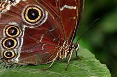 blauer Morpho