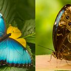 Blauer Morpho