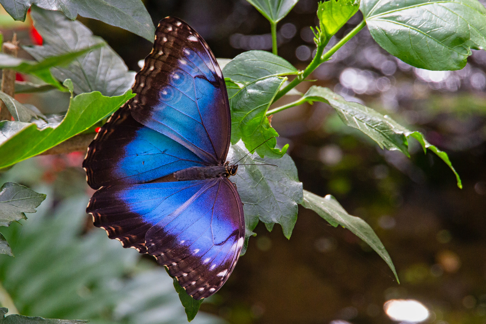 Blauer Morpho